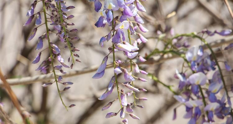 紫藤花的寓意与象征（探寻紫藤花的情感、文化及美学内涵）