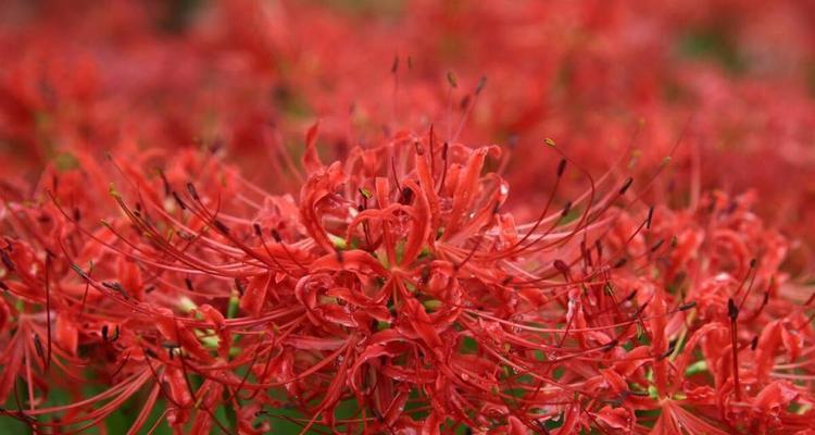 花间诗意——探究彼岸花的花语与象征意义（探寻花海中的绮丽神秘，解析彼岸花的多重韵味）