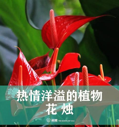 红掌花语——爱与热情的象征（探寻红掌花在不同文化中的不同寓意）