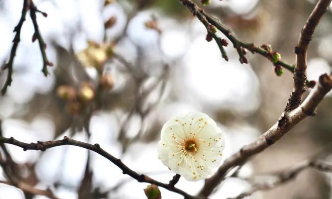 单生花的象征意义（探究单生花所代表的涵义）