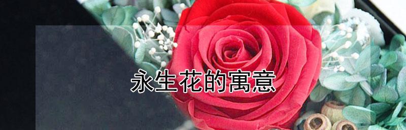 永生花的花语与寓意（了解这些花语，让永生花更有意义）