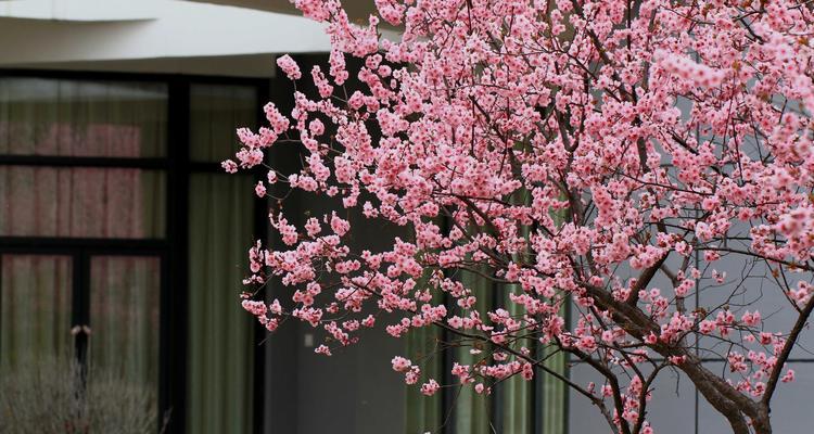 美人梅花语——花中佳人的象征（揭秘美人梅花语的含义和传说）