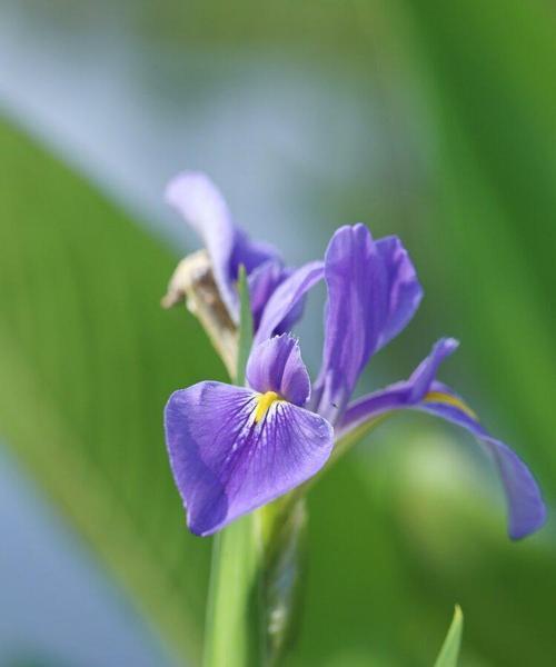 蓝蝴蝶花语——代表青春与希望的美丽之花（探究蓝蝴蝶花语及其象征意义）