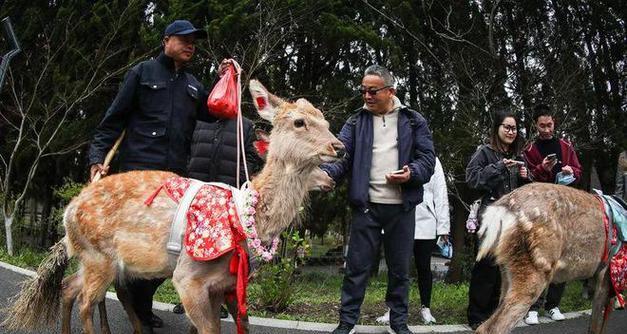 火花兰花语，闪耀真我（点亮灵魂的生命之光）