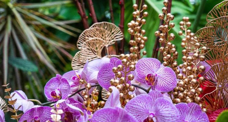 黑紫色马蹄莲的花语（神秘、高贵、神圣的象征）