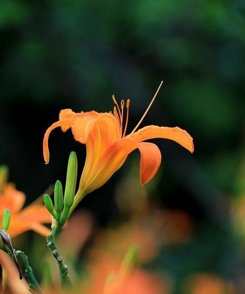 萱草的花语与寓意（浪漫温馨，象征爱情）