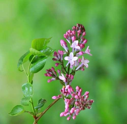 探究丁香花的象征意义（揭秘丁香花的神秘面纱）