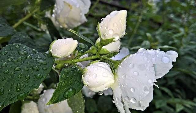 茉莉花语与寓意（送给哪些人？如何送？）