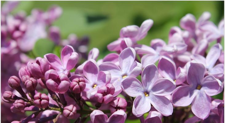 五瓣丁香花的花语（探寻五瓣丁香花所代表的含义）