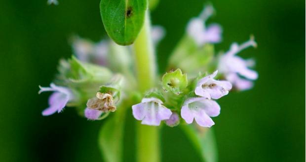 百里香花语（揭秘百里香花语，感受花海间的宁静）