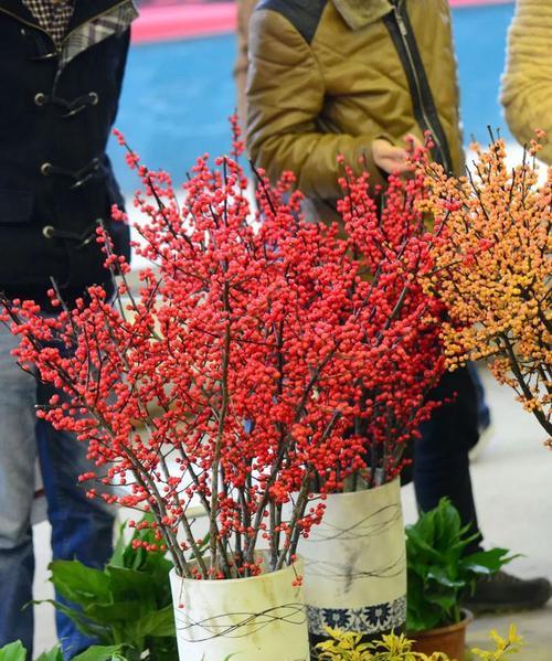 红豆花的花语（爱情、美丽、幸福）