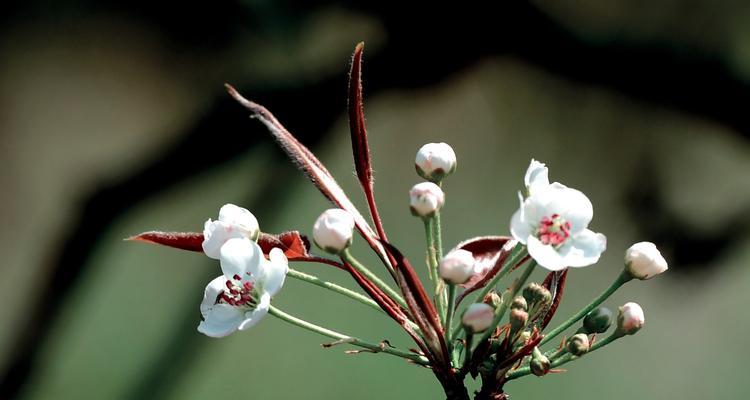 梨花的花语与象征意义（传递爱情与纯洁的美）