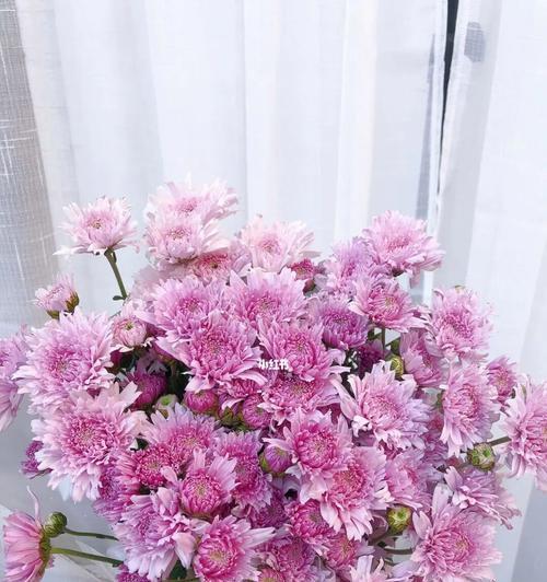 小雏菊的花语代表什么意思（探究小雏菊花语的深层含义）