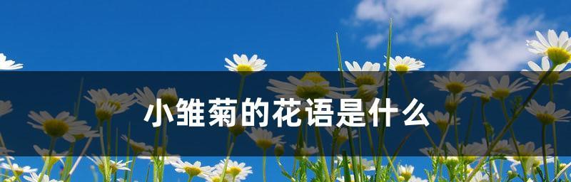 小雏菊的花语代表什么意思（探究小雏菊花语的深层含义）