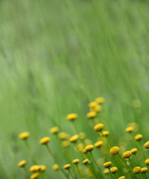 和平之花——艾菊的花语（传递和平的使命与力量）