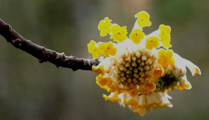 解读结香花语的深刻内涵（探寻结香花语背后的秘密）