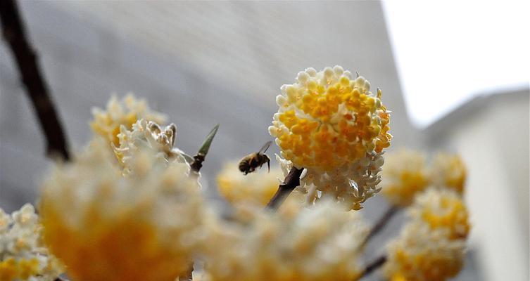 解读结香花语的深刻内涵（探寻结香花语背后的秘密）