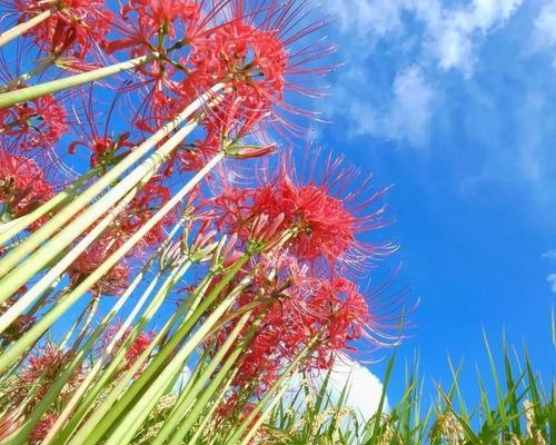 蓝色彼岸花的花语（探究彼岸花的象征意义）