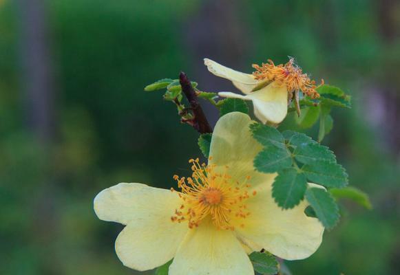 黄刺玫的花语（向阳、坚韧、独立、自由）