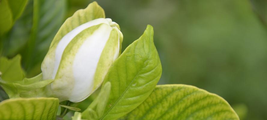 栀子花语的深刻含义（解读栀子花的八种寓意）