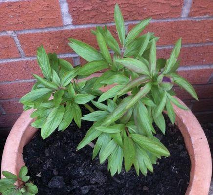 芍药种植指南