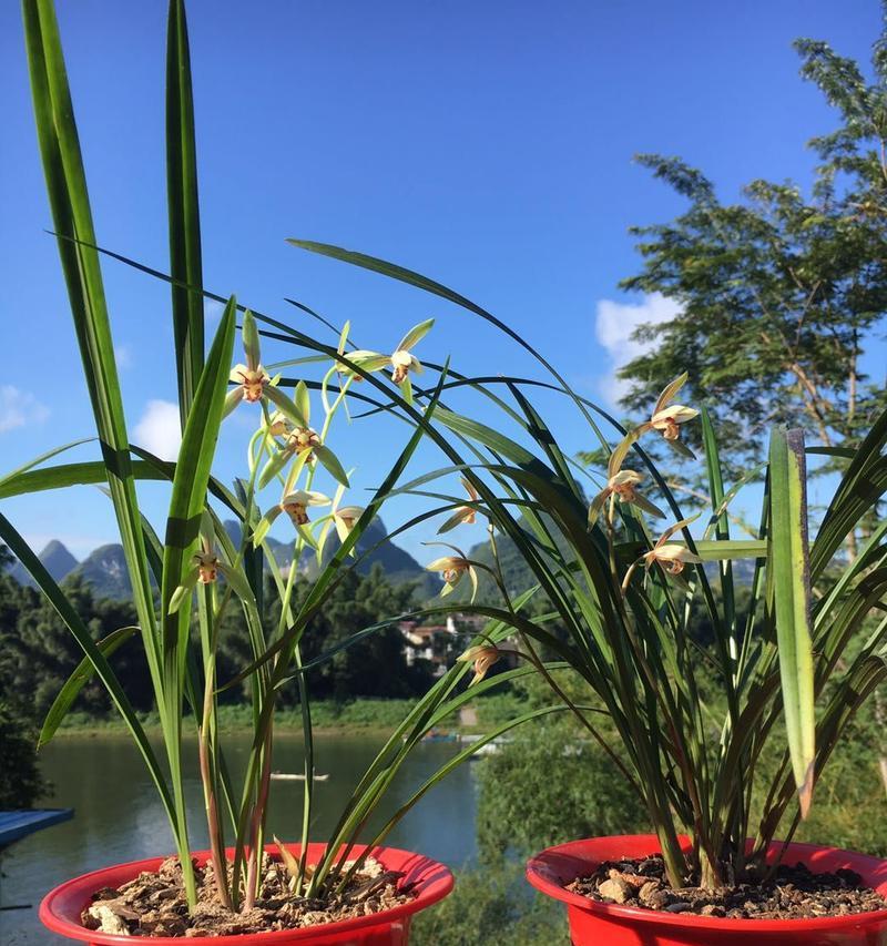 兰花开花时间及品种介绍（了解兰花开花时间，让兰花常年绽放）