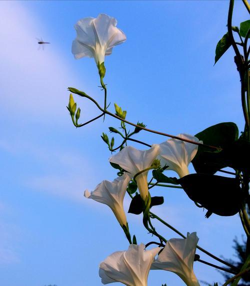 牵牛花叶子的形状特点（探秘牵牛花叶子的奥秘，了解其独特之处）