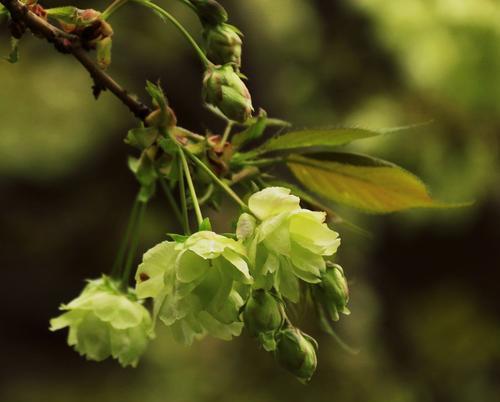 探秘植物中的“熊猫”（揭开植物“熊猫”的神秘面纱）