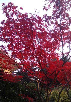 红叶满林——赏秋枫之旅（浪漫落叶季，红枫点缀山水间）