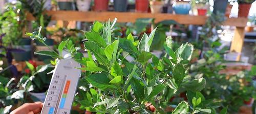 栀子花的花期与特点（一年两次盛开，细腻香气迷人）