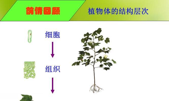 植物呼吸作用的重要性（深入解析植物呼吸作用及其关键作用）