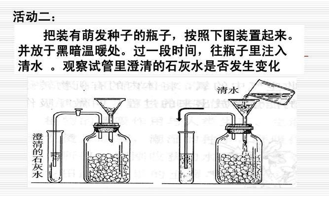 植物呼吸作用的重要性（深入解析植物呼吸作用及其关键作用）