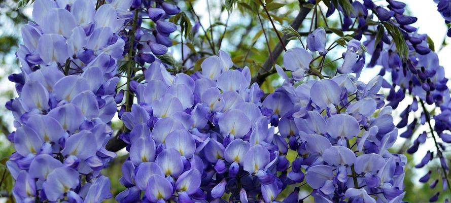 春日花开，满园馨香（探寻春季开花的种类及名称）