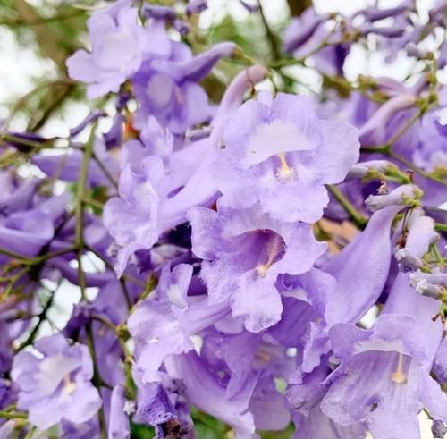 蓝花楹的花期及特点（了解蓝花楹的盛开时间和美丽特征）