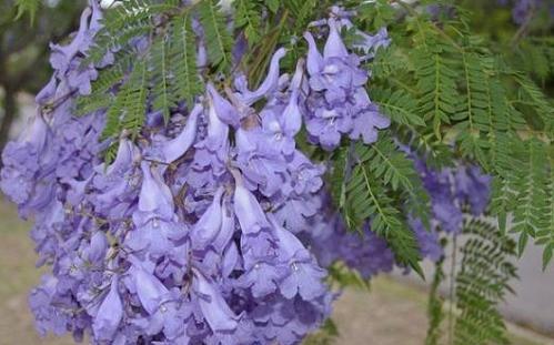 蓝花楹的花期及特点（了解蓝花楹的盛开时间和美丽特征）