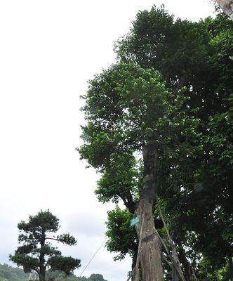 探究沉香树的品种及特点（从品种角度探究沉香树的奥秘）