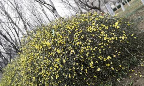 迎春花水培栽培技巧（迎春花水培怎么种？水培迎春花的养护技巧）