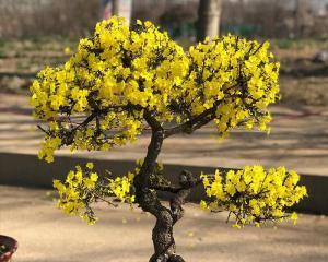 迎春花水培栽培技巧（迎春花水培怎么种？水培迎春花的养护技巧）