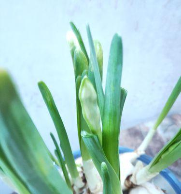 水仙花花苞干枯的处理方法（遇到干枯花苞怎么办？一定要知道的花苞护理技巧）