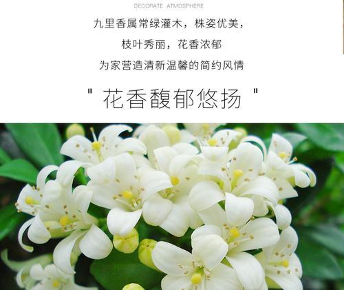 九里香花期分布情况（探寻九里香开花规律与景观价值）