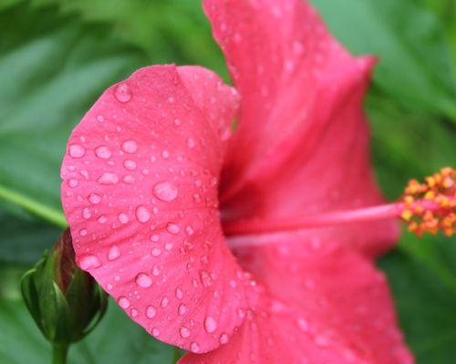 花开友谊路（代表友谊的花卉植物与它们的象征意义）