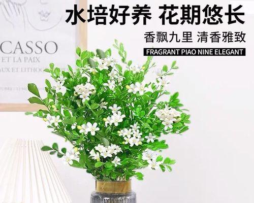 九里香的养护与管理（轻松享受芬芳的多肉植物）