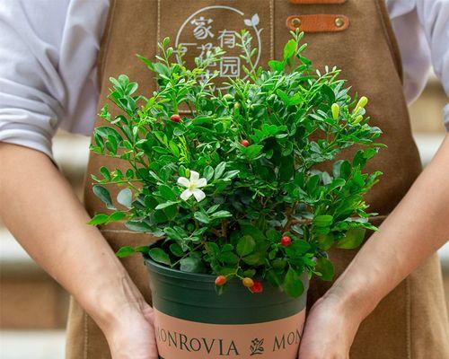 九里香的养护与管理（轻松享受芬芳的多肉植物）