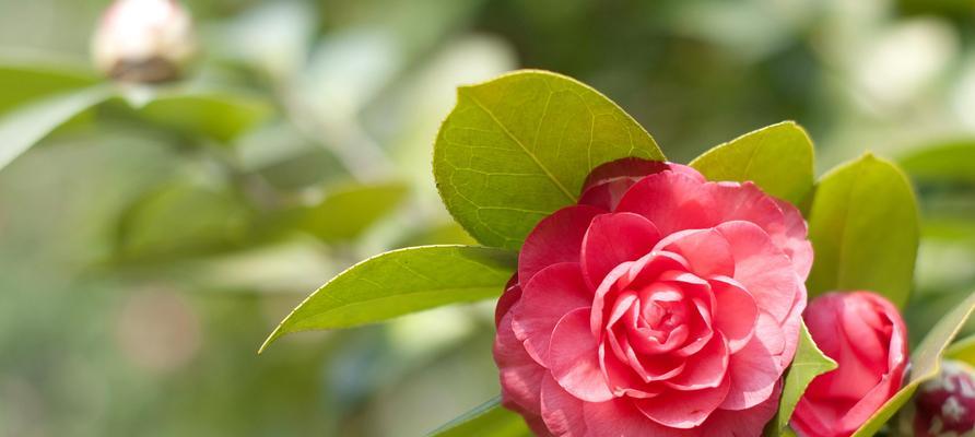 山茶花养护秘籍（打造一片花海，关注这些细节）