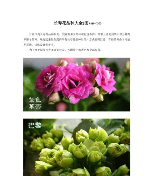 长寿花品种介绍大全（探秘长寿花的多彩世界——从颜色到养护，应有尽有）