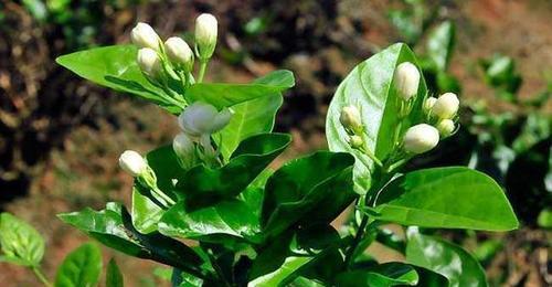 茉莉种子的种植方法（打造属于自己的茉莉花园，茉莉种植技巧大揭秘！）