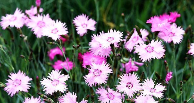 四月最盛开花季，花开如梦（观赏四月花海，快乐生活盛宴）