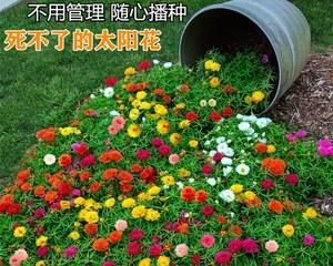 如何种植太阳花花籽（简单易行的太阳花种植技巧）