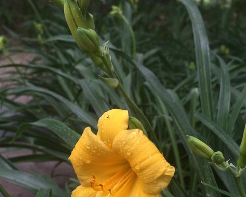 金娃娃萱草的花期及生长特点（金娃娃萱草花期长短的影响因素）