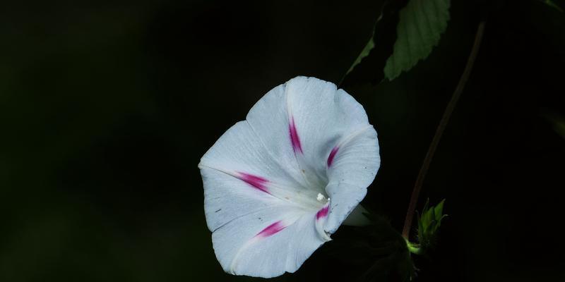 牵牛花的美丽花朵（探究牵牛花花朵的特点和形态）